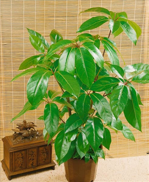 SCHEFFLERA AMATE