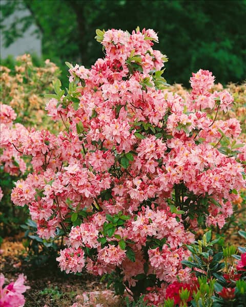 Rhododendron viscosum Jolie Madame