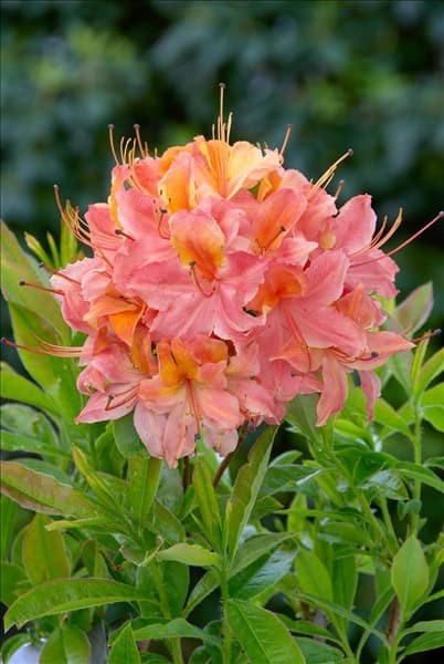 Rhododendron viscosum Quiet Thoughts
