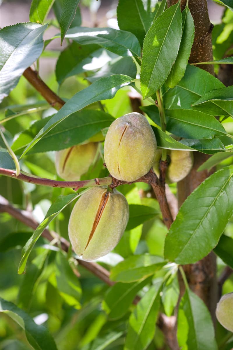 Prunus dulcis var. dulcis Rosalia