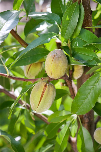 Prunus dulcis 'Dürkheimer Krachmandel'