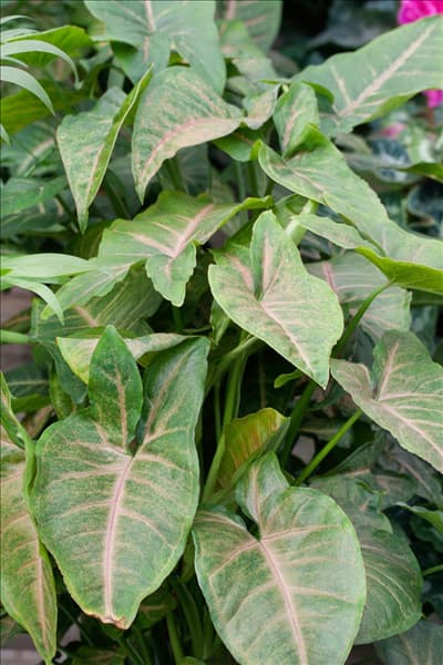 Syngonium podophyllum Rosea