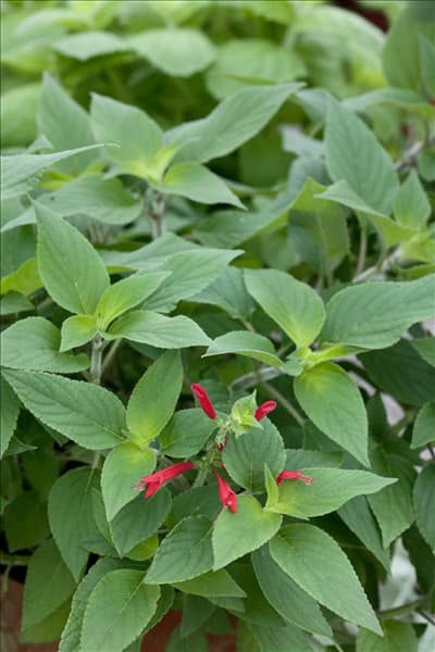 Salvia elegans 'Scarlet Pineapple'
