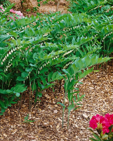 Polygonatum odoratum