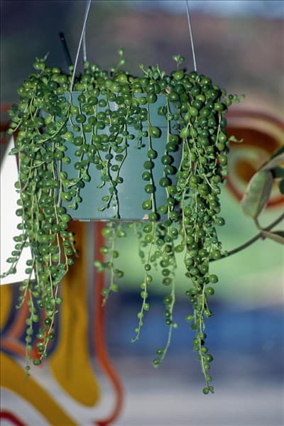 Senecio rowleyanus