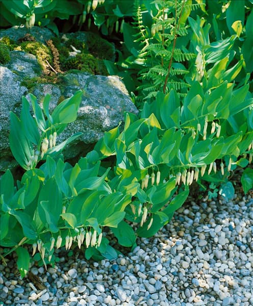 POLYGONATUM ODORATUM