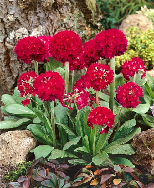 Primula denticulata Rubin Selection