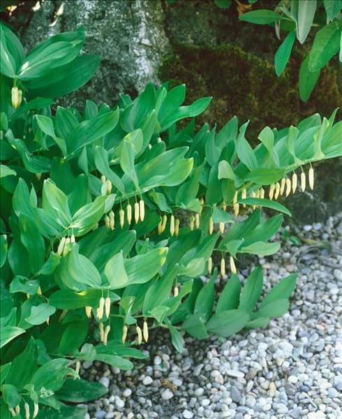 POLYGONATUM OFFICINALE