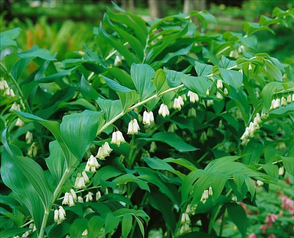 POLYGONATUM odoratum