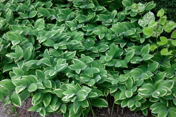 Polygonatum odoratum Variegatum