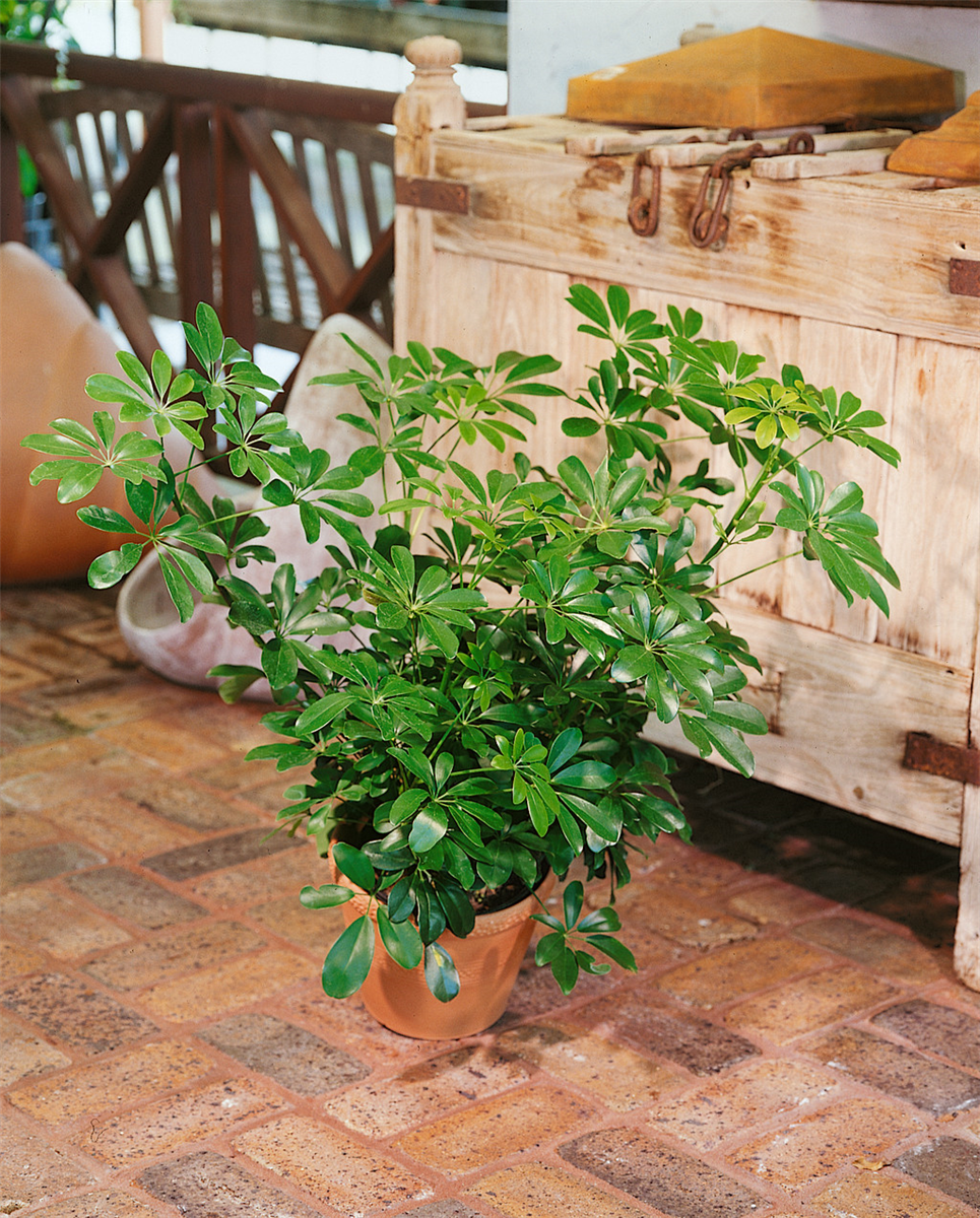 Schefflera arboricola