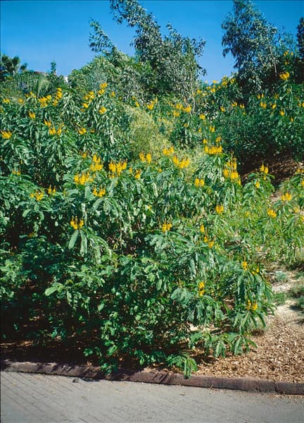 Senna didymobotrya