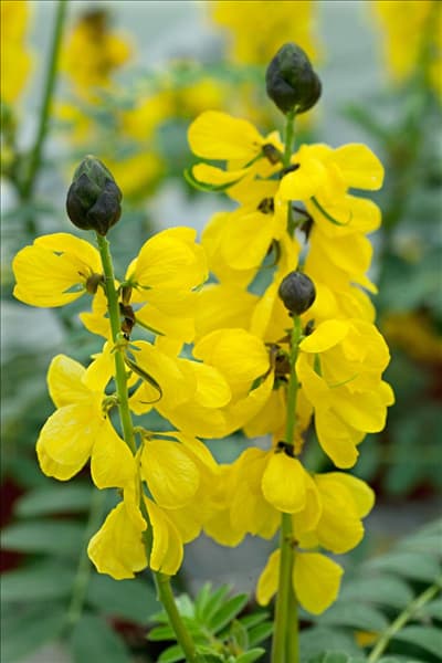 Senna didymobotrya