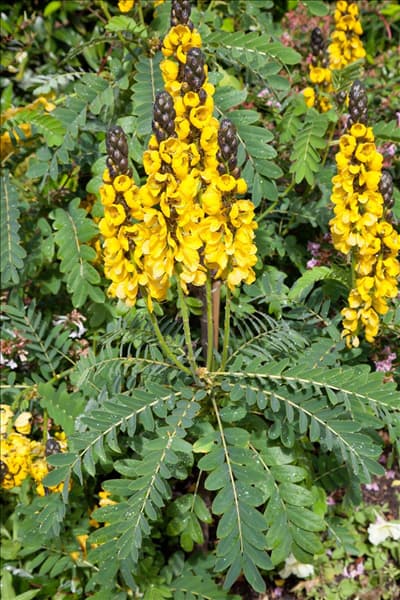 Senna didymobotrya