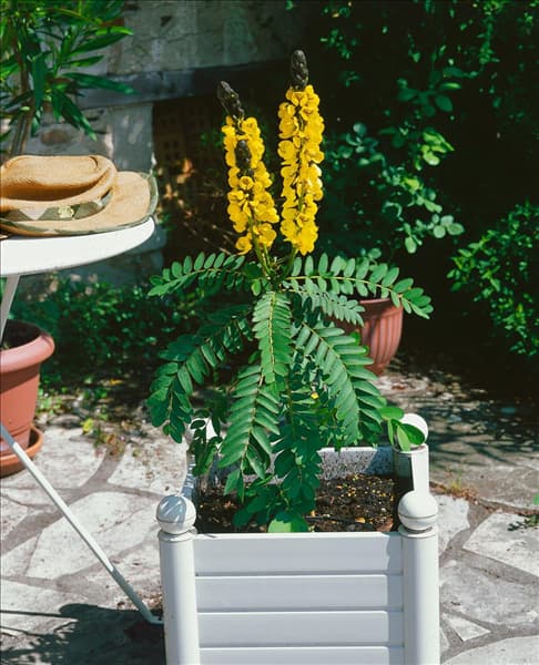 Senna didymobotrya