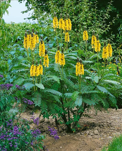 Senna didymobotrya