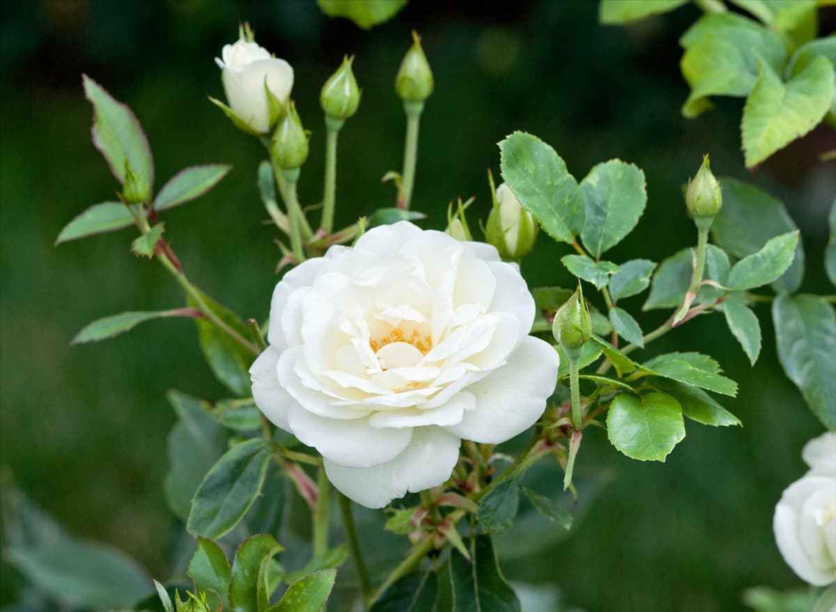 Rosa Korbin ICEBERG
