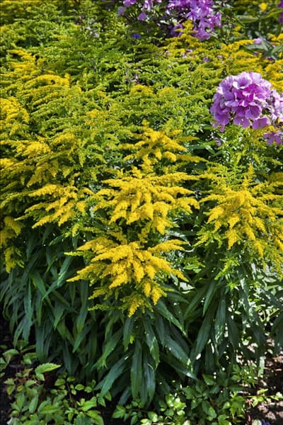Solidago canadensis Crown of Rays