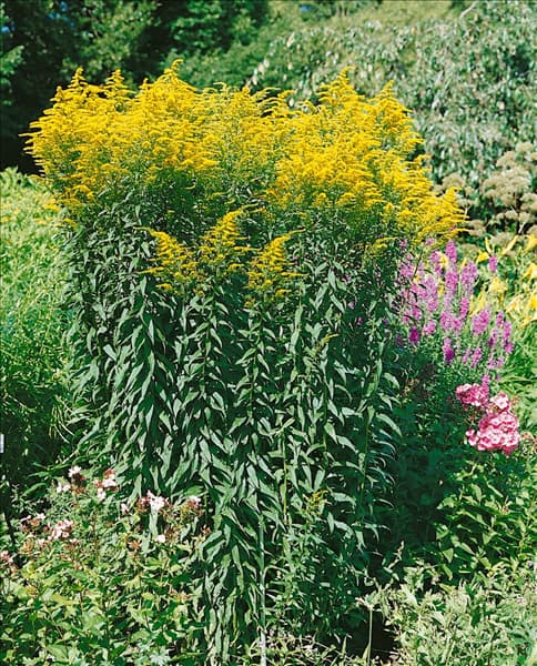 Solidago canadensis