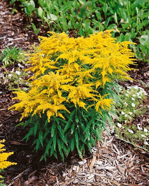 Solidago canadensis Crown of Rays