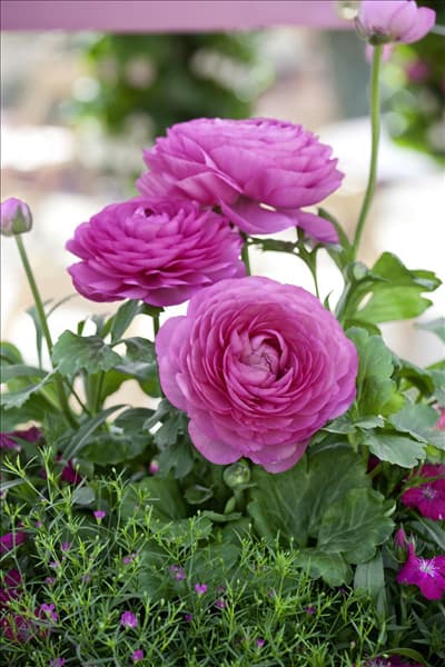 Ranunculus Bloomingdale Pink Shades