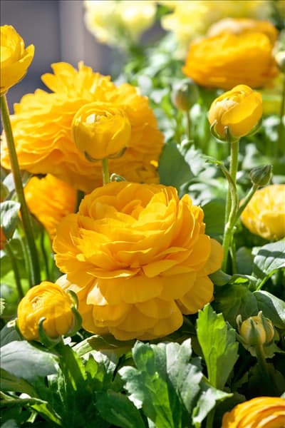 Ranunculus Bloomingdale Golden Shades
