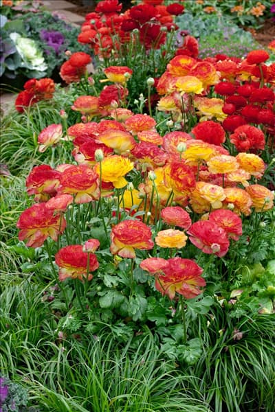 Ranunculus Bloomingdale Red Shades