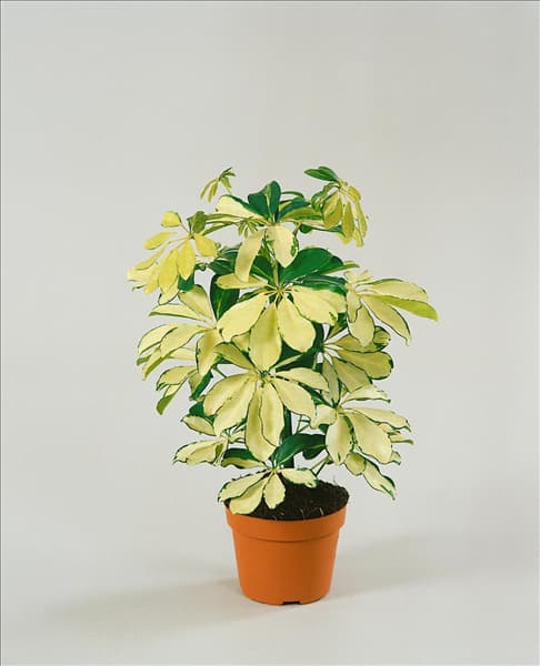 Schefflera arboricola Gold Capella