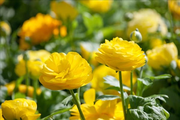 Ranunculus Bloomingdale Pure Yellow
