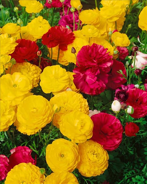 Ranunculus Bloomingdale Special Mix