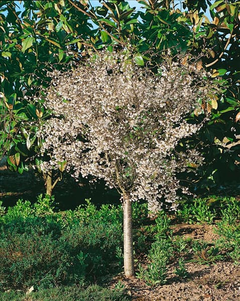 PRUNUS INCISA TORTUOSA