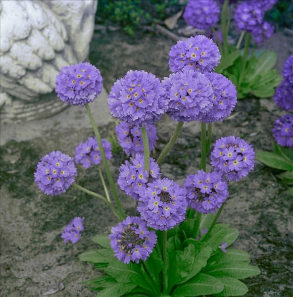 Primula denticulata