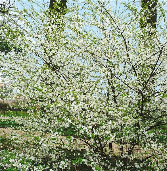 Prunus incisa Midori-zakura