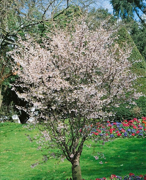 Prunus incisa Tortuosa