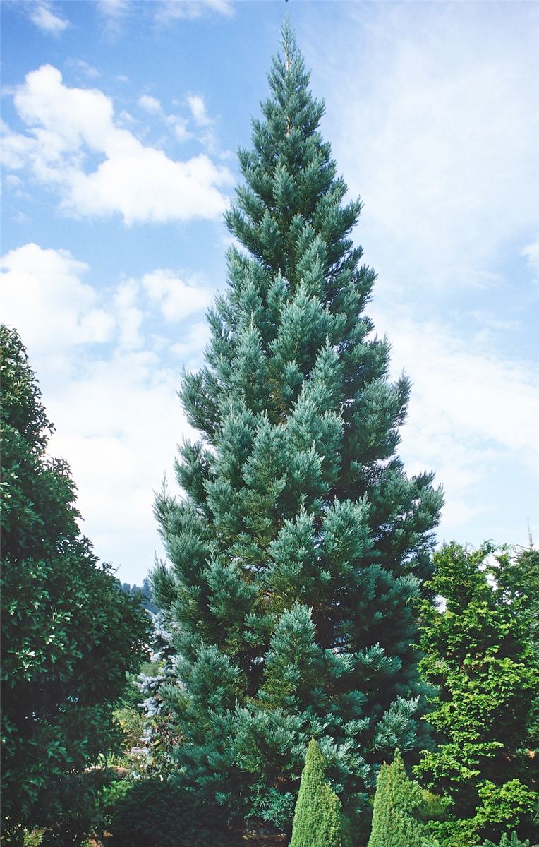 Sequoia sempervirens Glauca