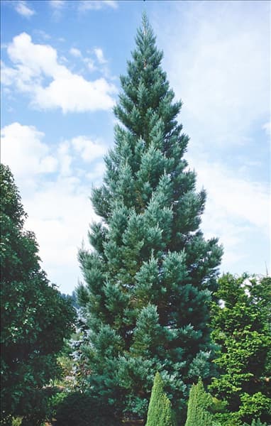 Sequoia sempervirens Glauca