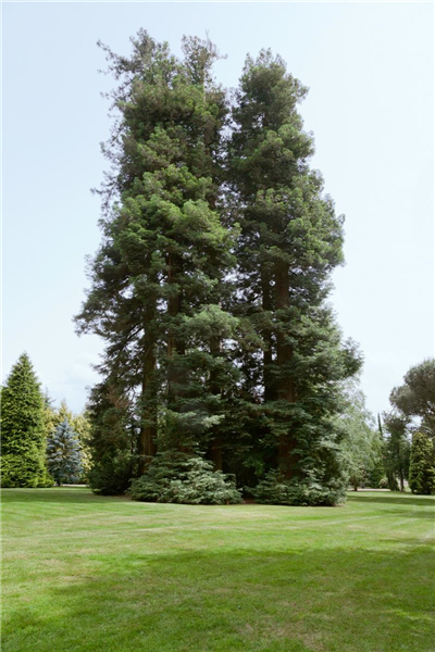 Sequoia sempervirens