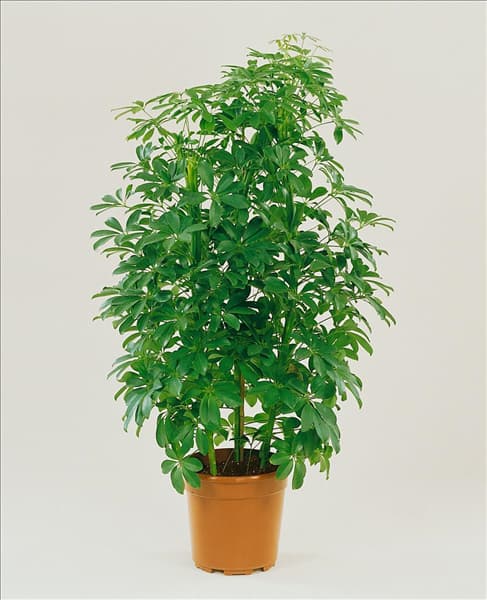 Schefflera arboricola Nora