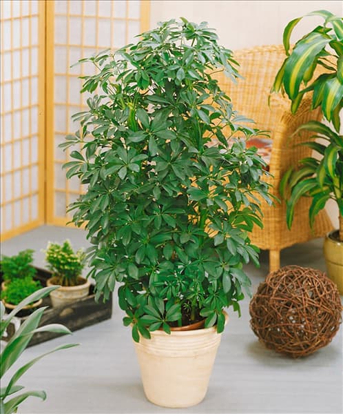 Schefflera arboricola Nora