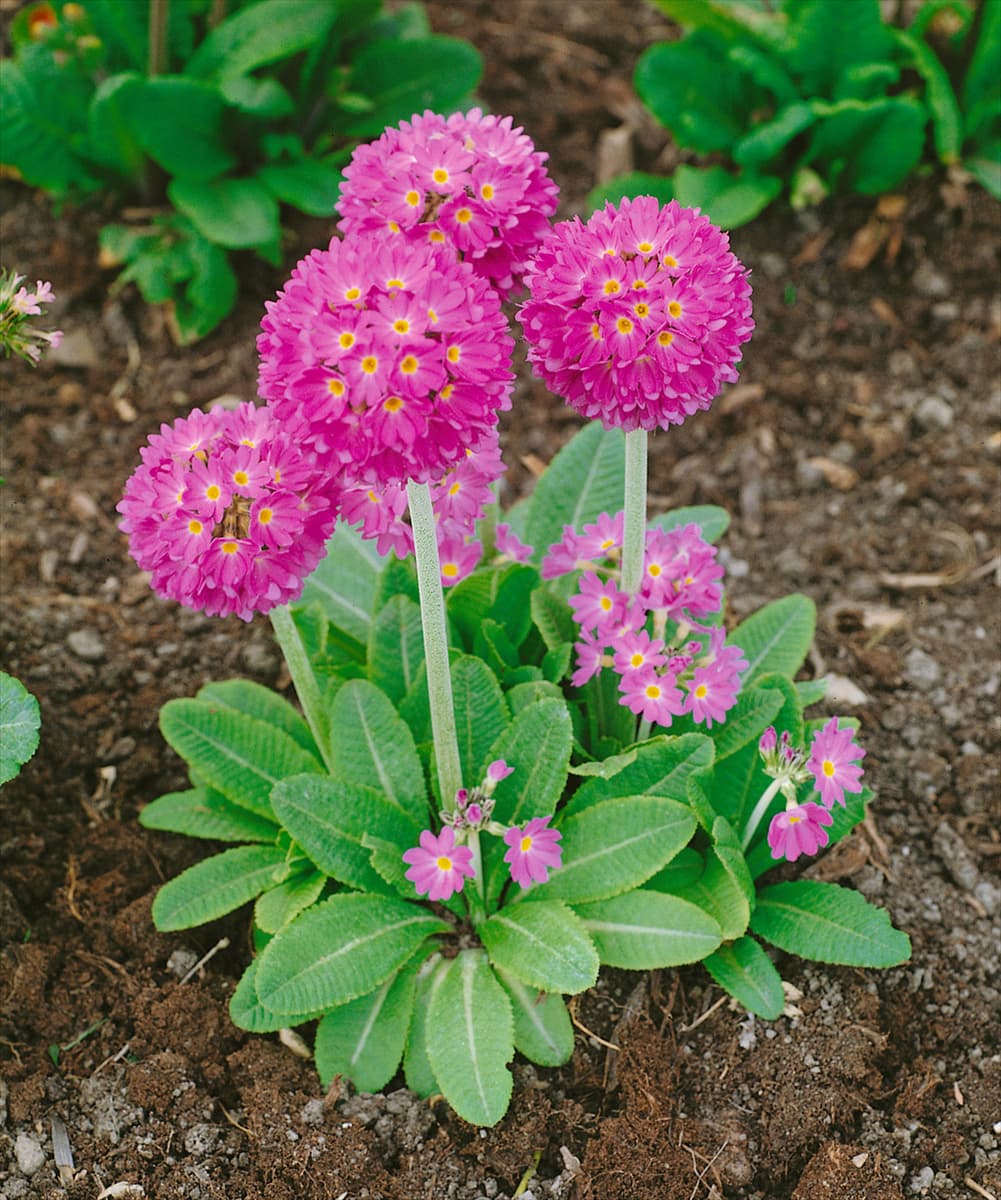 Primula denticulata