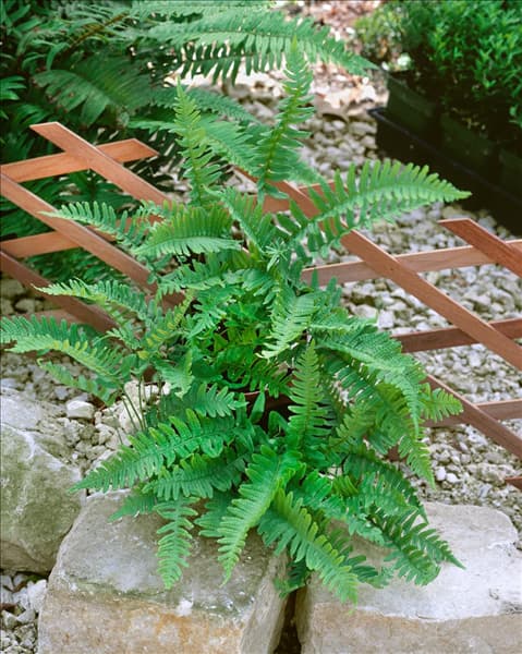 POLYPODIUM VULGARE