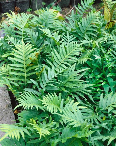 POLYPODIUM VULGARE
