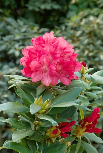 Rhododendron yakushimanum Astrid (S)