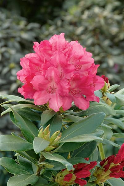 Rhododendron yakushimanum Astrid (S)