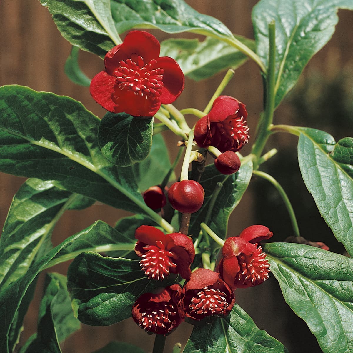 SCHISANDRA RUBRIFLORA