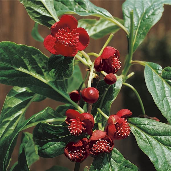 Schisandra chinensis 'Vitalbeere'