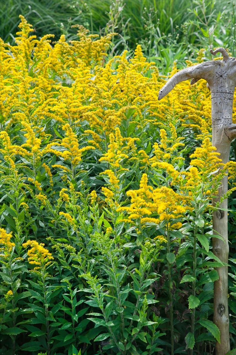 Solidago Hybride