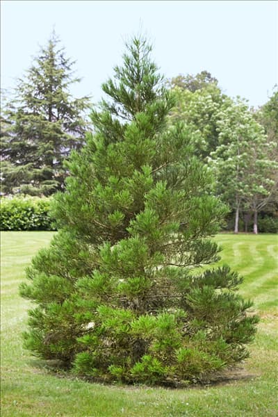 Sequoiadendron giganteum