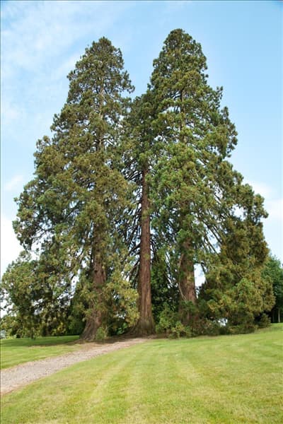 Sequoiadendron giganteum