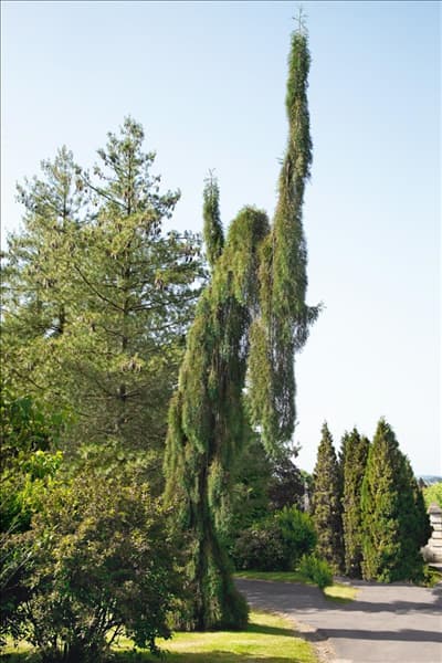 Sequoiadendron giganteum Pendulum